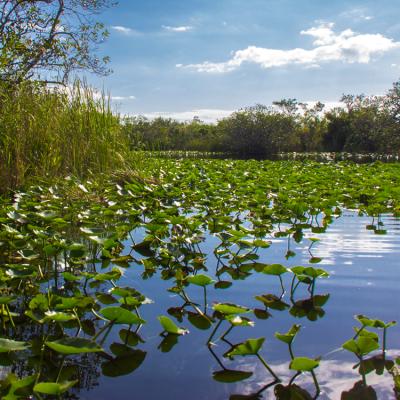 A view of a wetland pond with lily pads, blue sky with clouds are in the background.