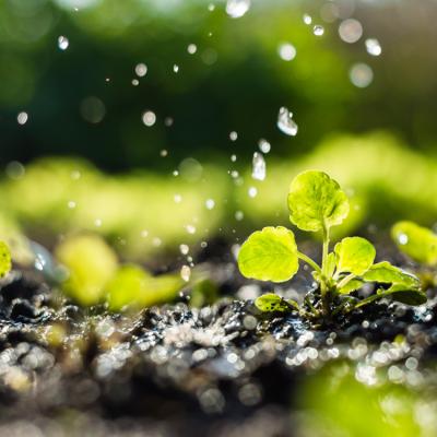 A close-up view of soil with small plants growing out of it and rain drops falling.