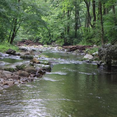 A view of a rocky stream winding through a wooded area.
