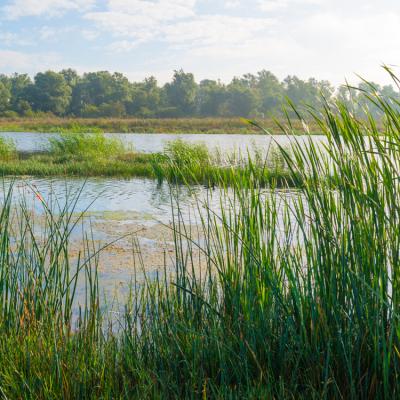 A view of a lake or pond with wetlands in the foreground and woods in the background, with blue sky and clouds.