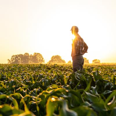 Farmers looking over crops with grain silos in the background at sunset