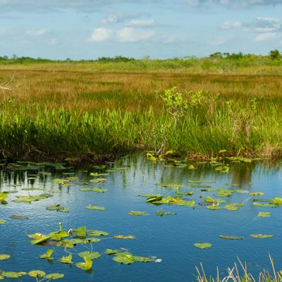 Wetlands with water, grasses, and lilies