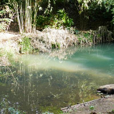 Story_Endangered-Mussel-Habitat