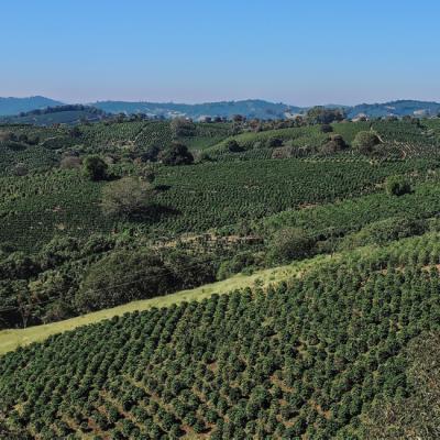 Story: Jamaicas Top Coffee
