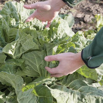 Farmer hands inspect leafy green vegetable 