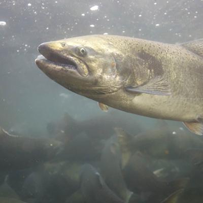 Image of Chinook Salmon in River