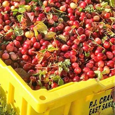 Yellow Crate of Cranberries